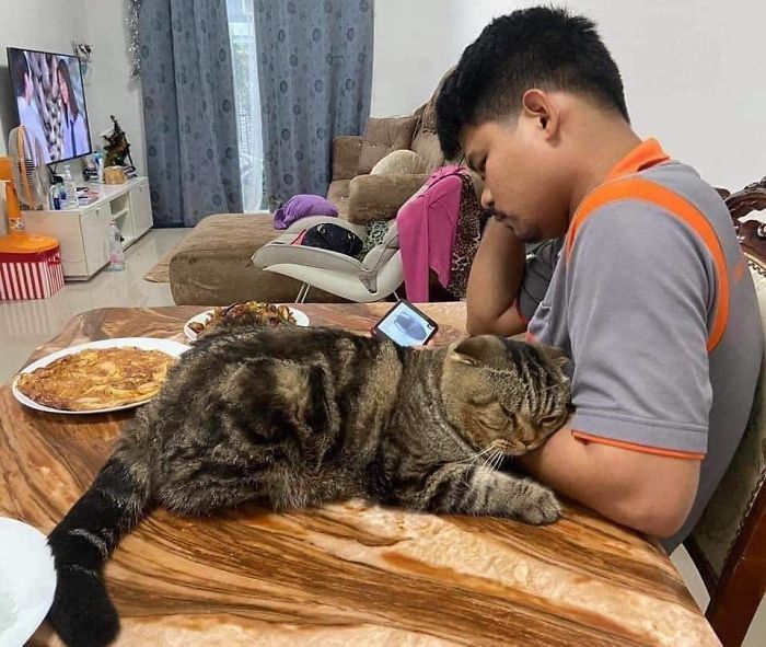 Wife Documents How This Cat Stole Her Husband In 30 Adorable Pics Wife Documents How This Cat Stole Her Husband In 30 Adorable Pics