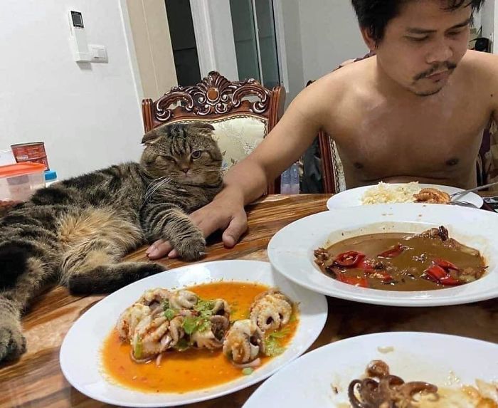 Wife Documents How This Cat Stole Her Husband In 30 Adorable Pics Wife Documents How This Cat Stole Her Husband In 30 Adorable Pics