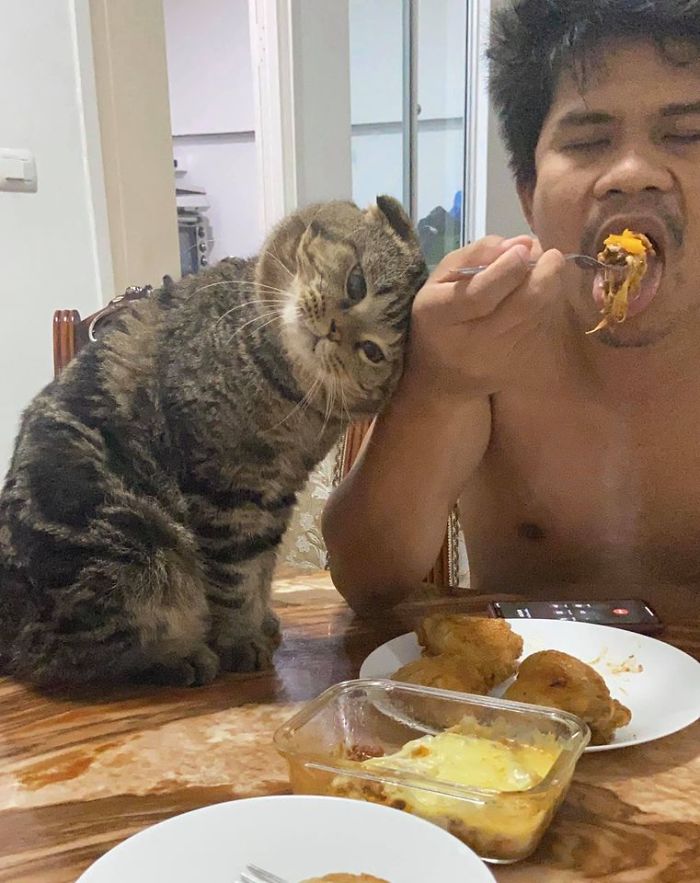 Wife Documents How This Cat Stole Her Husband In 30 Adorable Pics Wife Documents How This Cat Stole Her Husband In 30 Adorable Pics