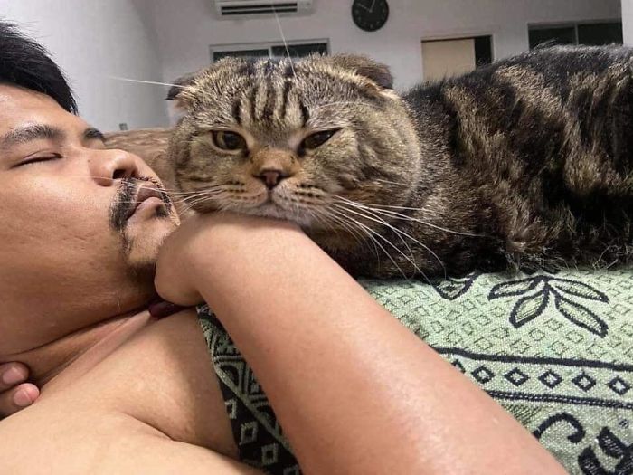 Wife Documents How This Cat Stole Her Husband In 30 Adorable Pics Wife Documents How This Cat Stole Her Husband In 30 Adorable Pics