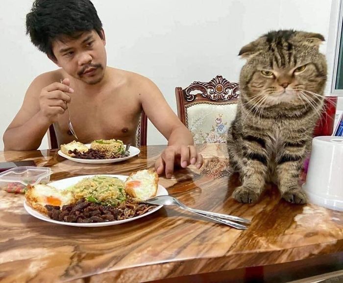 Wife Documents How This Cat Stole Her Husband In 30 Adorable Pics Wife Documents How This Cat Stole Her Husband In 30 Adorable Pics