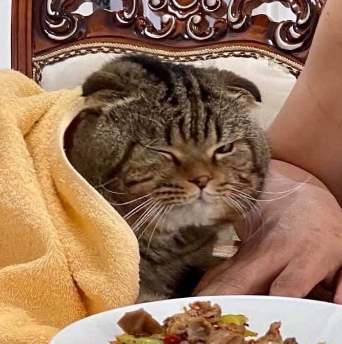 Wife Documents How This Cat Stole Her Husband In 30 Adorable Pics Wife Documents How This Cat Stole Her Husband In 30 Adorable Pics