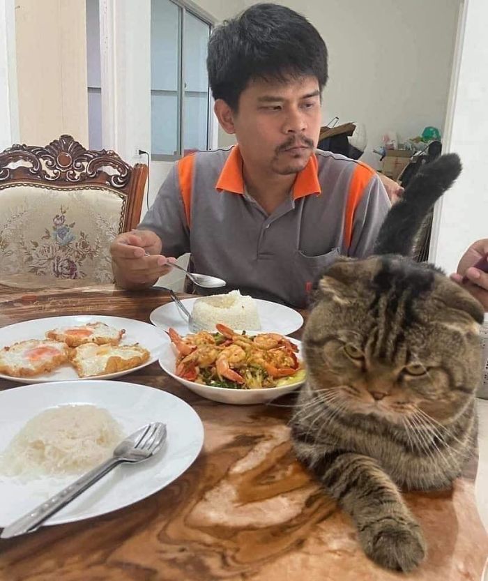 Wife Documents How This Cat Stole Her Husband In 30 Adorable Pics Wife Documents How This Cat Stole Her Husband In 30 Adorable Pics