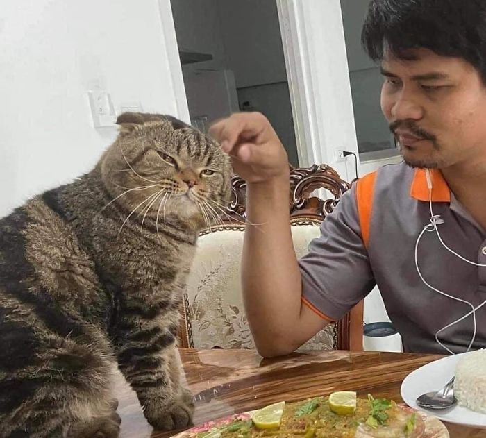 Wife Documents How This Cat Stole Her Husband In 30 Adorable Pics Wife Documents How This Cat Stole Her Husband In 30 Adorable Pics