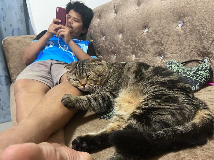 Wife Documents How This Cat Stole Her Husband In 30 Adorable Pics Wife Documents How This Cat Stole Her Husband In 30 Adorable Pics