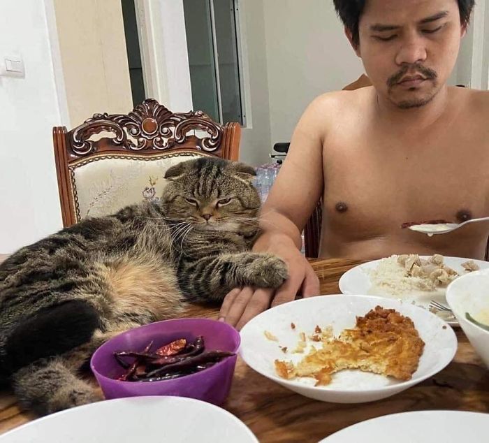 Wife Documents How This Cat Stole Her Husband In 30 Adorable Pics Wife Documents How This Cat Stole Her Husband In 30 Adorable Pics