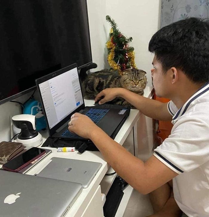 Wife Documents How This Cat Stole Her Husband In 30 Adorable Pics Wife Documents How This Cat Stole Her Husband In 30 Adorable Pics