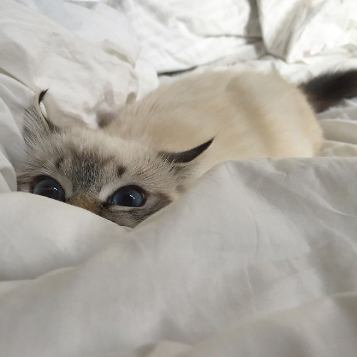 30 Little Kittens Preparing For Their First Sneak Attack Which Probably Won&#8217;t Be Too Sneaky