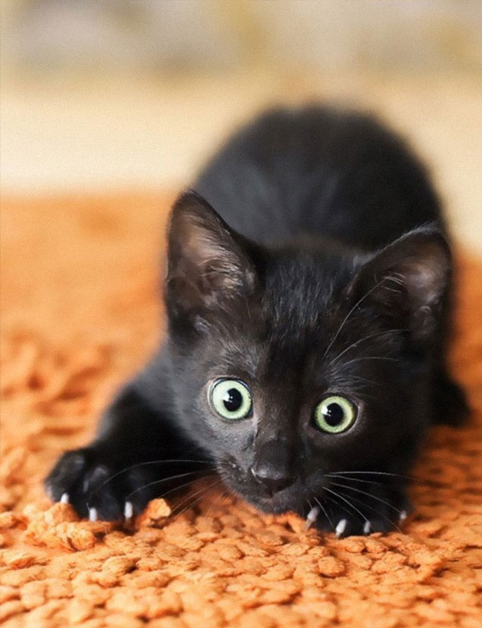 30 Little Kittens Preparing For Their First Sneak Attack Which Probably Won&#8217;t Be Too Sneaky