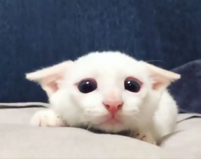 30 Little Kittens Preparing For Their First Sneak Attack Which Probably Won&#8217;t Be Too Sneaky