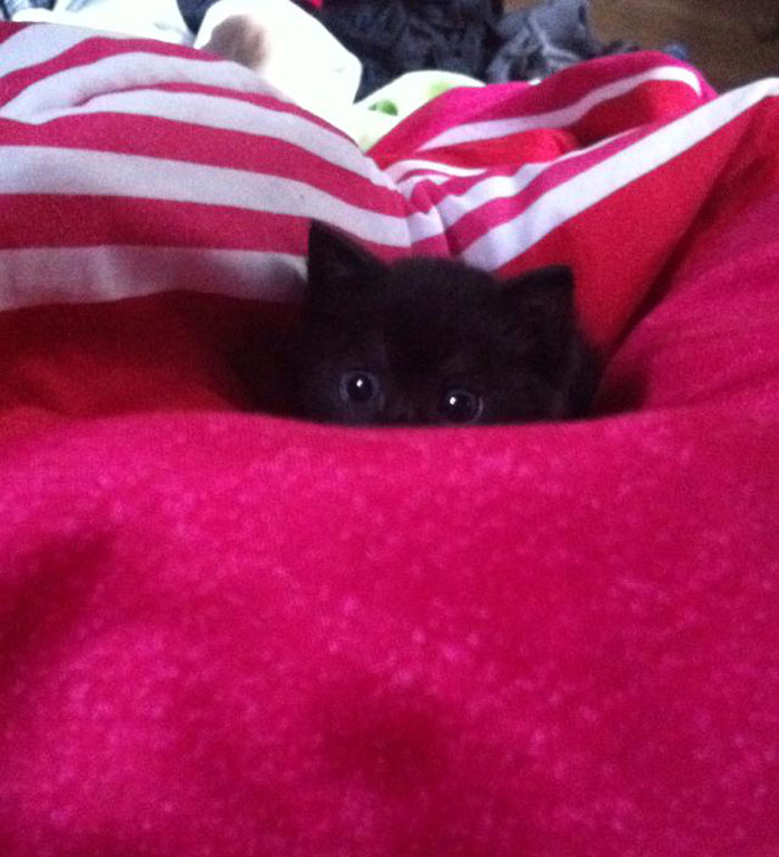 30 Little Kittens Preparing For Their First Sneak Attack Which Probably Won&#8217;t Be Too Sneaky