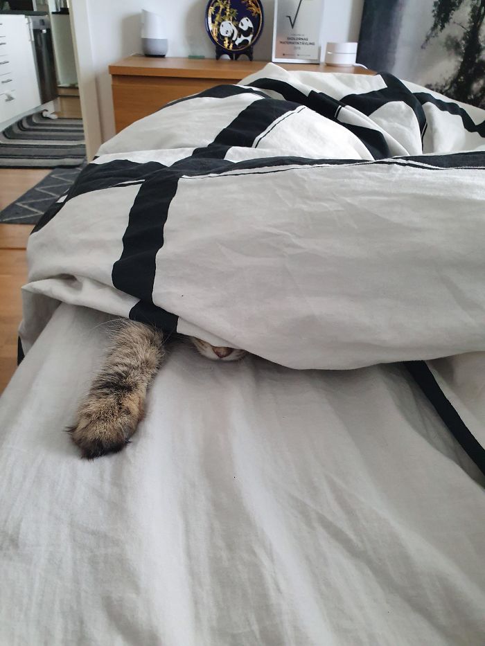 30 Little Kittens Preparing For Their First Sneak Attack Which Probably Won&#8217;t Be Too Sneaky