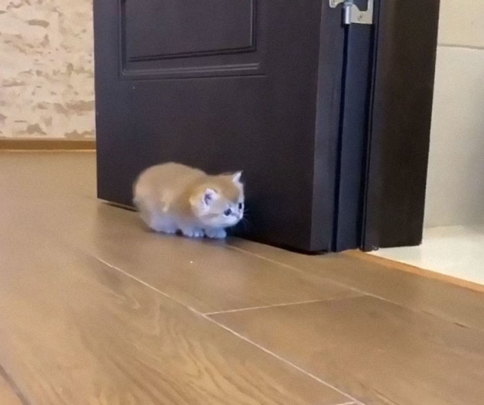 30 Little Kittens Preparing For Their First Sneak Attack Which Probably Won&#8217;t Be Too Sneaky