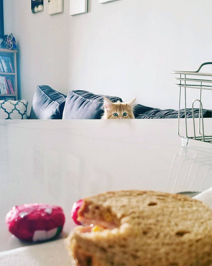 30 Little Kittens Preparing For Their First Sneak Attack Which Probably Won&#8217;t Be Too Sneaky