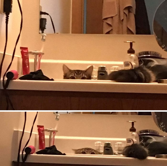 30 Little Kittens Preparing For Their First Sneak Attack Which Probably Won&#8217;t Be Too Sneaky