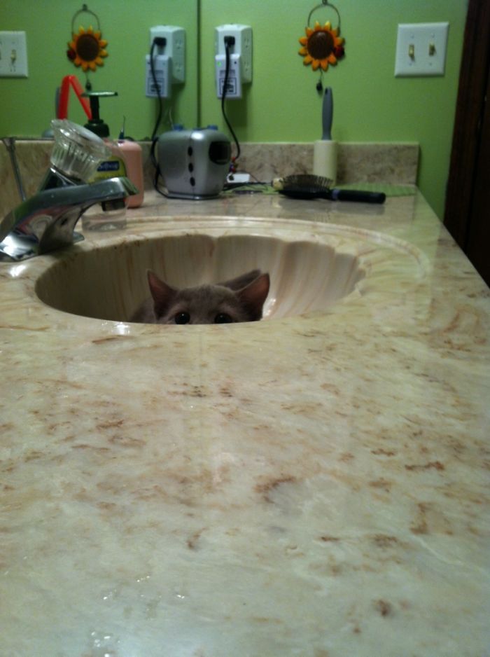 30 Little Kittens Preparing For Their First Sneak Attack Which Probably Won&#8217;t Be Too Sneaky