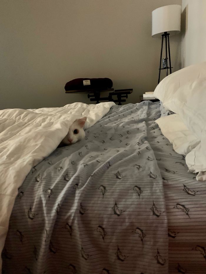 30 Little Kittens Preparing For Their First Sneak Attack Which Probably Won&#8217;t Be Too Sneaky