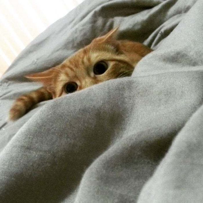 30 Little Kittens Preparing For Their First Sneak Attack Which Probably Won&#8217;t Be Too Sneaky