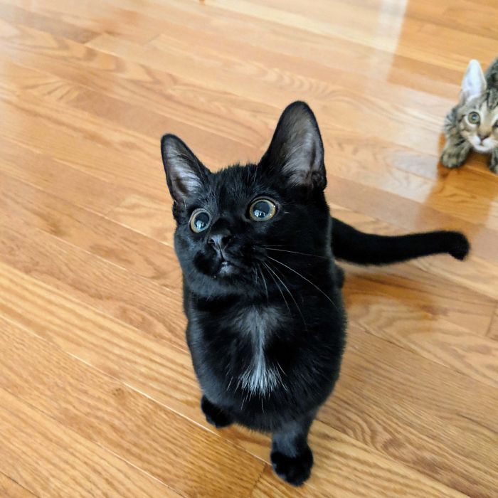 30 Little Kittens Preparing For Their First Sneak Attack Which Probably Won&#8217;t Be Too Sneaky