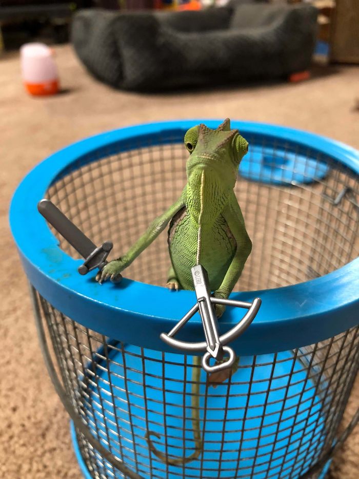 This Chameleon Is The Perfect Size For LEGO Props, And Here Are 9 Of The Best Pics This Chameleon Is The Perfect Size For LEGO Props, And Here Are 9 Of The Best Pics
