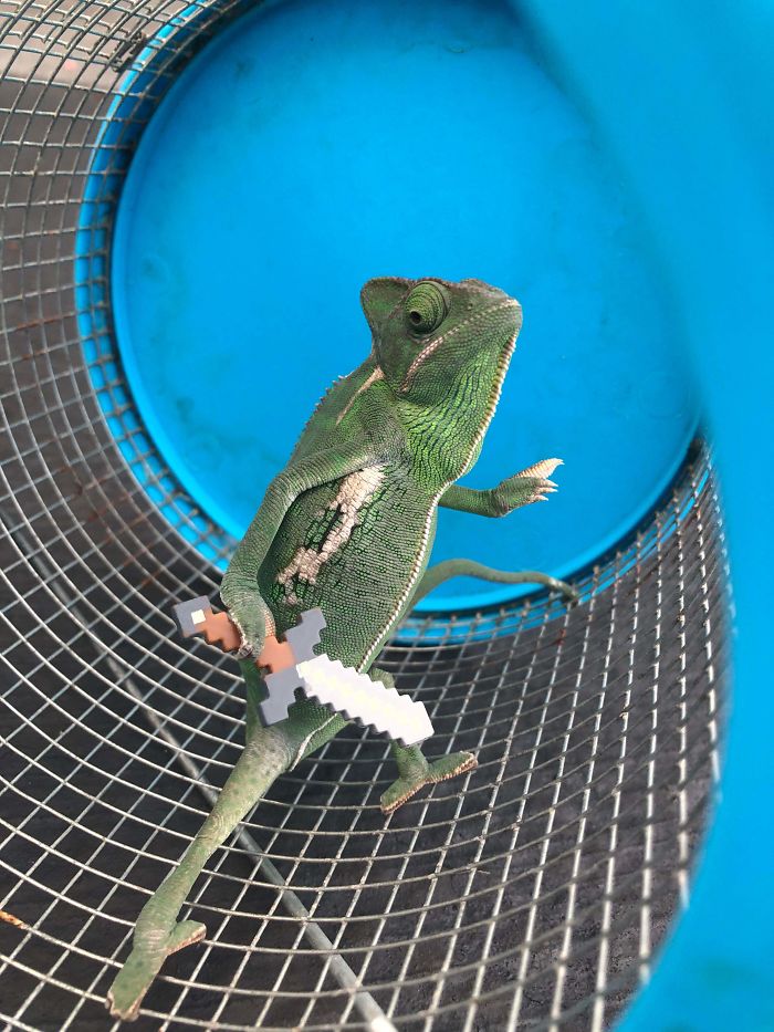 This Chameleon Is The Perfect Size For LEGO Props, And Here Are 9 Of The Best Pics This Chameleon Is The Perfect Size For LEGO Props, And Here Are 9 Of The Best Pics