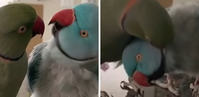 Watch These 2 Parrots Have The Most Adorable, Human-Like “Conversation” Watch These 2 Parrots Have The Most Adorable, Human-Like “Conversation”