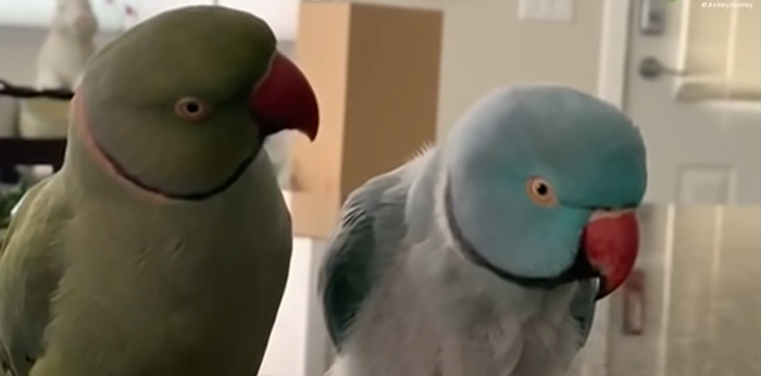 Watch These 2 Parrots Have The Most Adorable, Human-Like “Conversation” Watch These 2 Parrots Have The Most Adorable, Human-Like “Conversation”