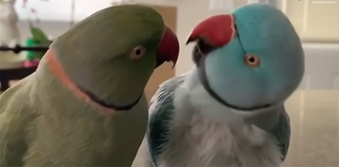 Watch These 2 Parrots Have The Most Adorable, Human-Like “Conversation” Watch These 2 Parrots Have The Most Adorable, Human-Like “Conversation”