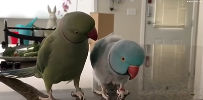 Watch These 2 Parrots Have The Most Adorable, Human-Like “Conversation” Watch These 2 Parrots Have The Most Adorable, Human-Like “Conversation”