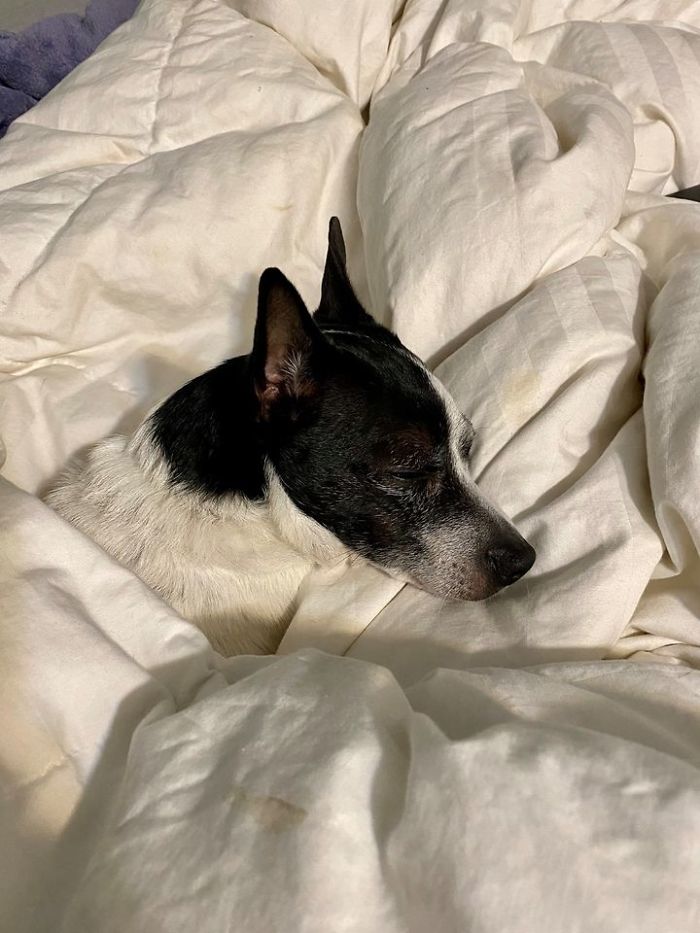 Girl Loses Her Sister To Cancer, Sister&#8217;s Dog Jet Steps In To Help Her Mourn And They Become Inseparable