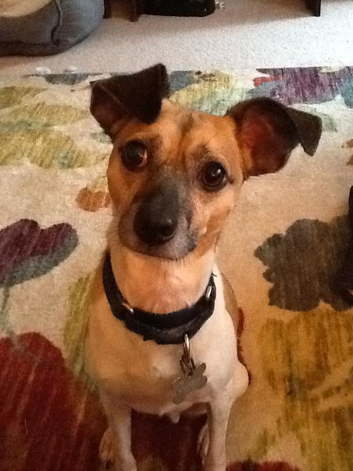 Girl Loses Her Sister To Cancer, Sister&#8217;s Dog Jet Steps In To Help Her Mourn And They Become Inseparable