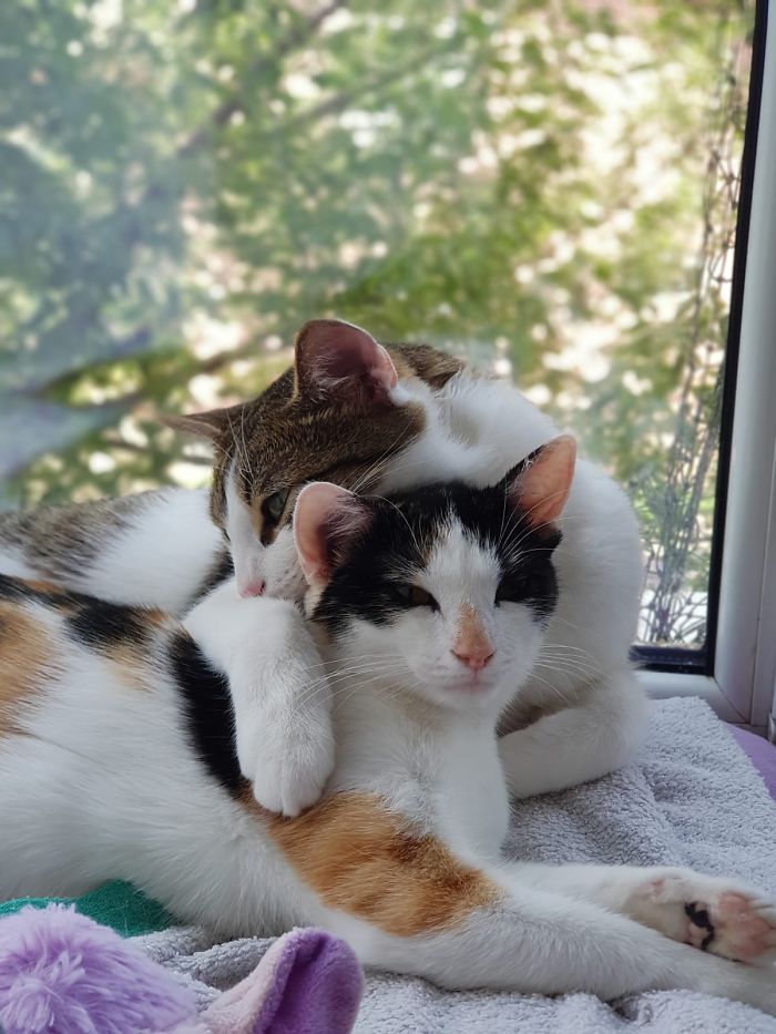 Hey Pandas, Show Us The Cutest Picture Of Your Pet (Closed) Hey Pandas, Show Us The Cutest Picture Of Your Pet (Closed)