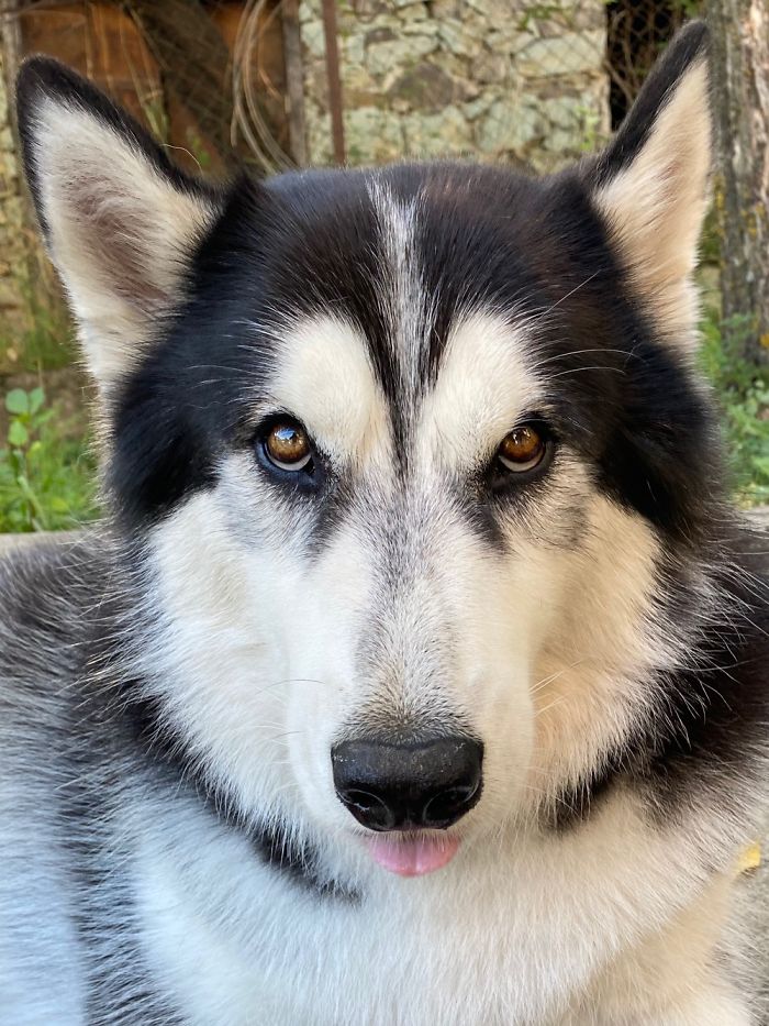 Hey Pandas, Show Us The Cutest Picture Of Your Pet (Closed) Hey Pandas, Show Us The Cutest Picture Of Your Pet (Closed)