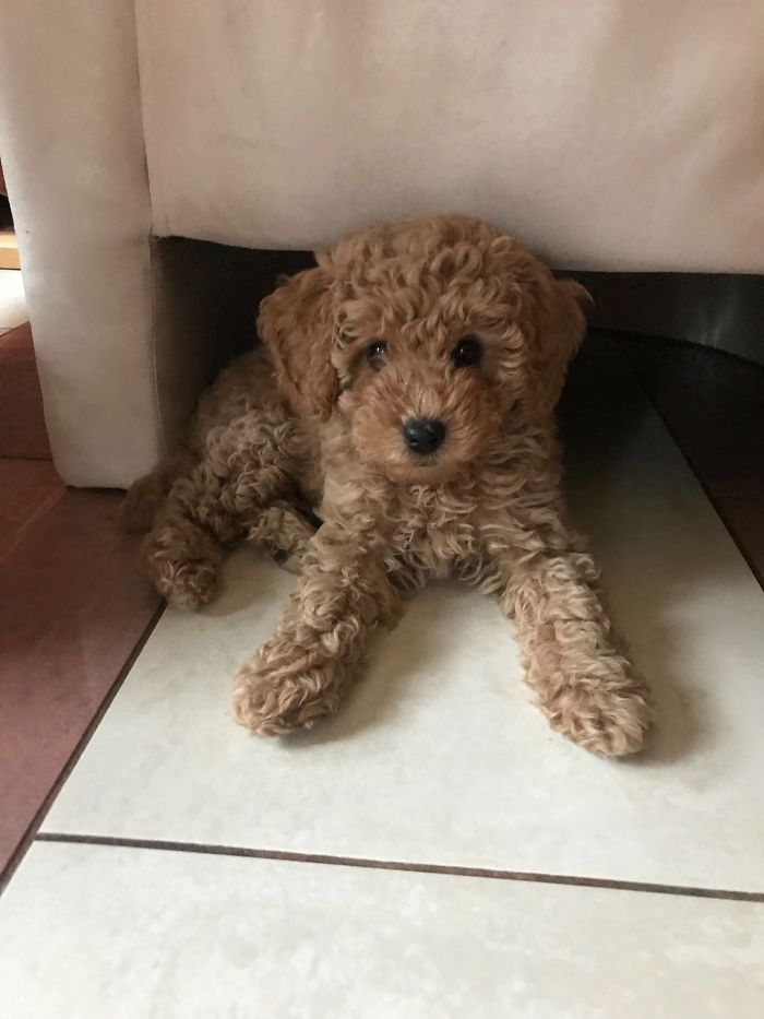 Hey Pandas, Show Us The Cutest Picture Of Your Pet (Closed) Hey Pandas, Show Us The Cutest Picture Of Your Pet (Closed)