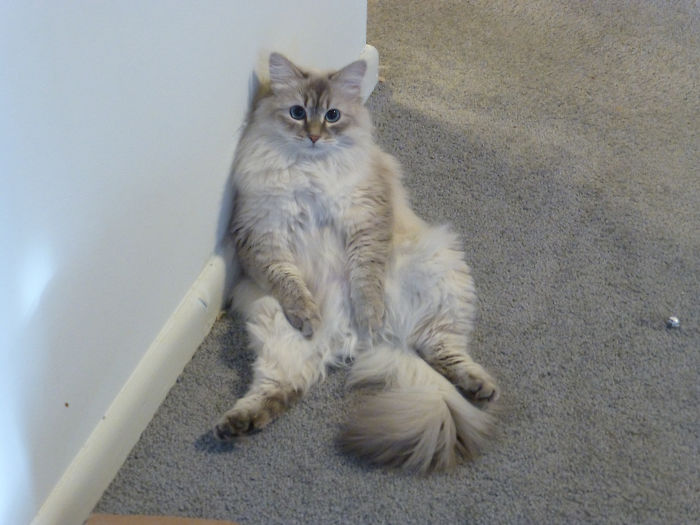 Hey Pandas, Show Us The Cutest Picture Of Your Pet (Closed) Hey Pandas, Show Us The Cutest Picture Of Your Pet (Closed)