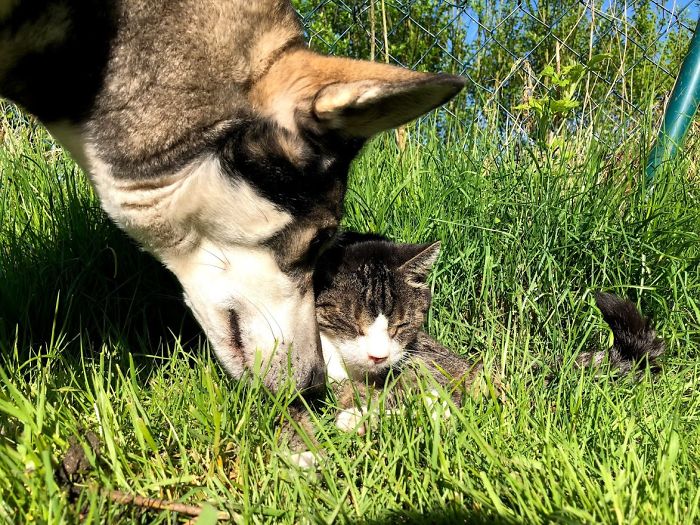 Hey Pandas, Show Us The Cutest Picture Of Your Pet (Closed) Hey Pandas, Show Us The Cutest Picture Of Your Pet (Closed)