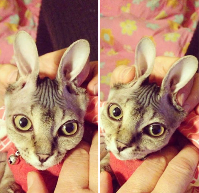 Hey Pandas, Show Us The Cutest Picture Of Your Pet (Closed) Hey Pandas, Show Us The Cutest Picture Of Your Pet (Closed)