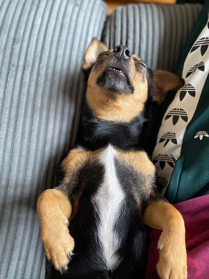 Hey Pandas, Show Us The Cutest Picture Of Your Pet (Closed) Hey Pandas, Show Us The Cutest Picture Of Your Pet (Closed)