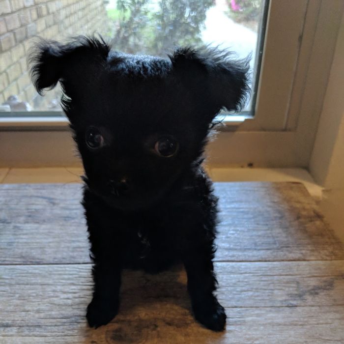 Hey Pandas, Show Us The Cutest Picture Of Your Pet (Closed) Hey Pandas, Show Us The Cutest Picture Of Your Pet (Closed)