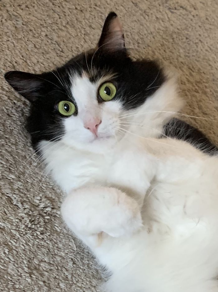 Hey Pandas, Show Us The Cutest Picture Of Your Pet (Closed) Hey Pandas, Show Us The Cutest Picture Of Your Pet (Closed)