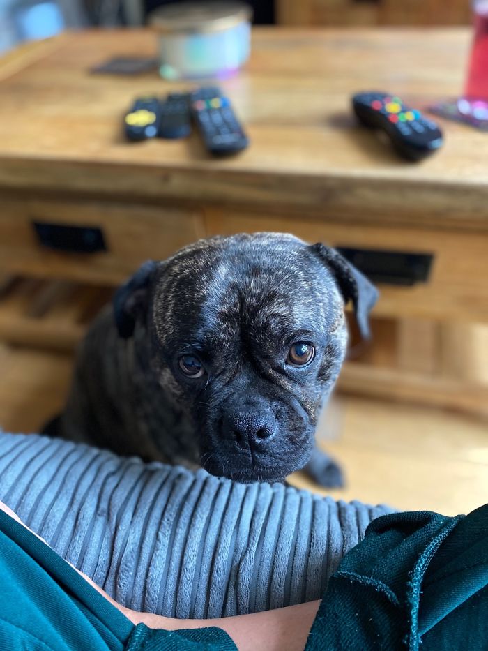 Hey Pandas, Show Us The Cutest Picture Of Your Pet (Closed) Hey Pandas, Show Us The Cutest Picture Of Your Pet (Closed)