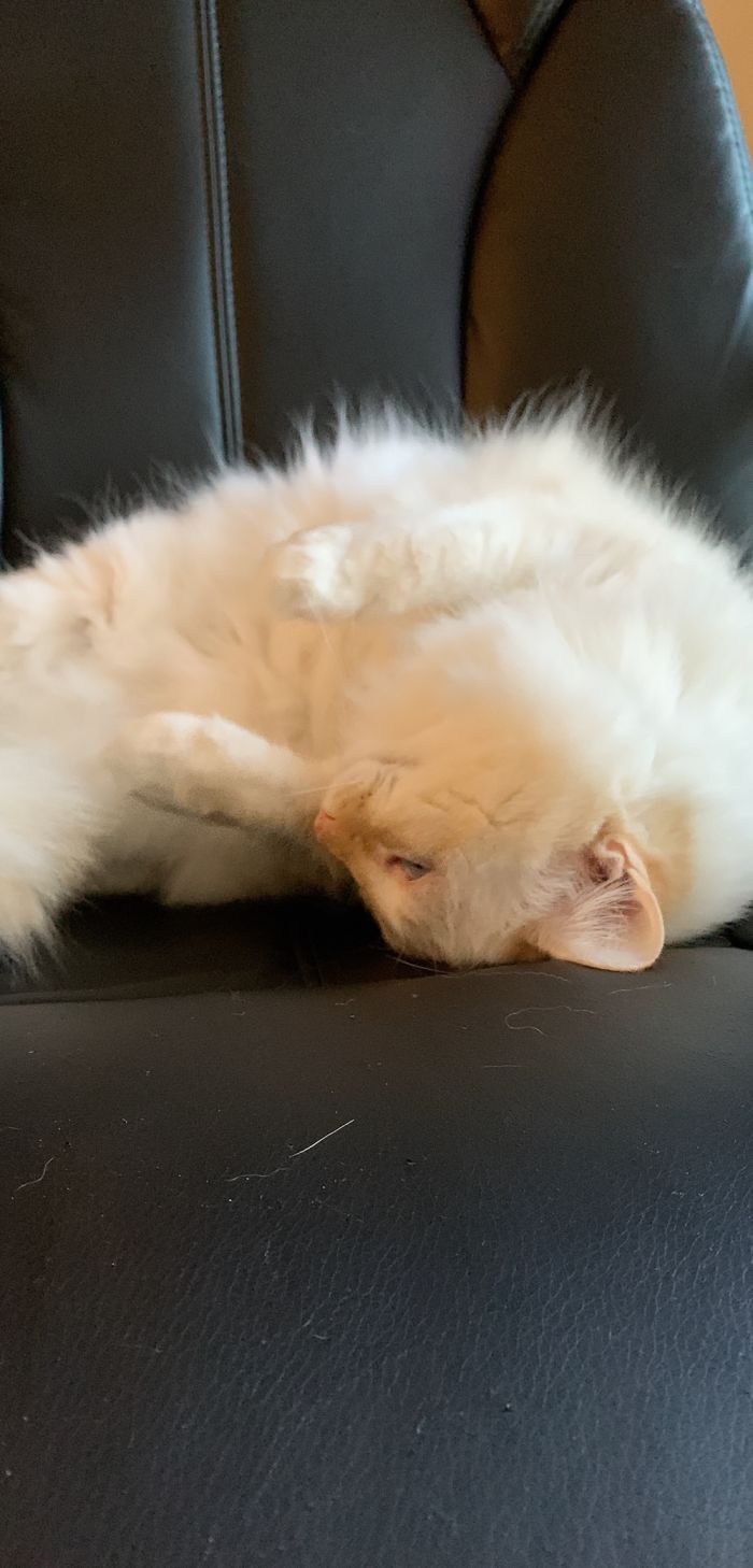 Hey Pandas, Show Us The Cutest Picture Of Your Pet (Closed) Hey Pandas, Show Us The Cutest Picture Of Your Pet (Closed)