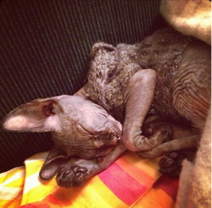 Hey Pandas, Show Us The Cutest Picture Of Your Pet (Closed) Hey Pandas, Show Us The Cutest Picture Of Your Pet (Closed)