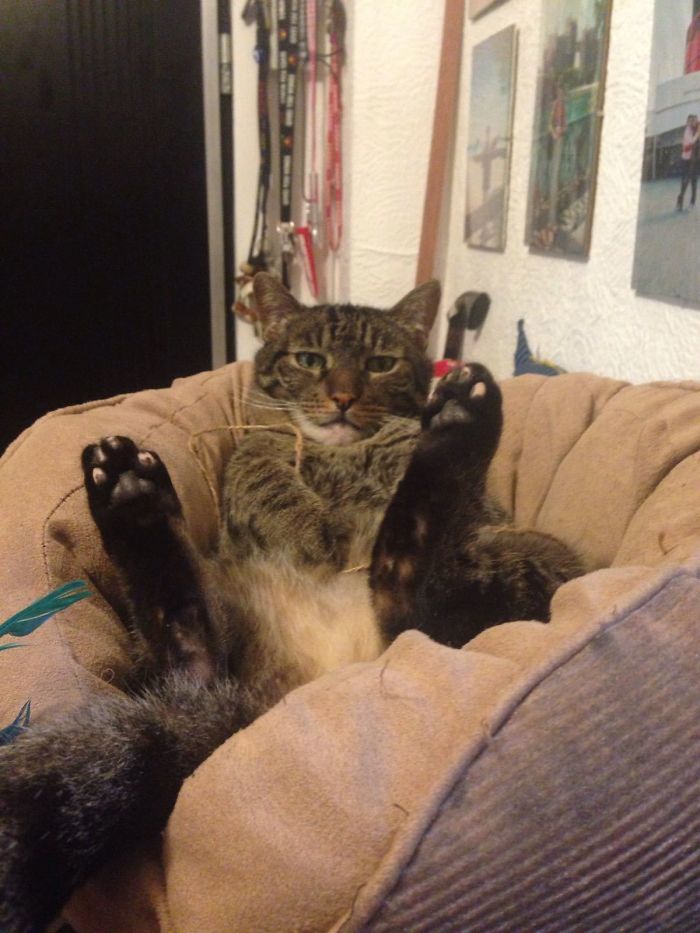 Hey Pandas, Show Us The Cutest Picture Of Your Pet (Closed) Hey Pandas, Show Us The Cutest Picture Of Your Pet (Closed)