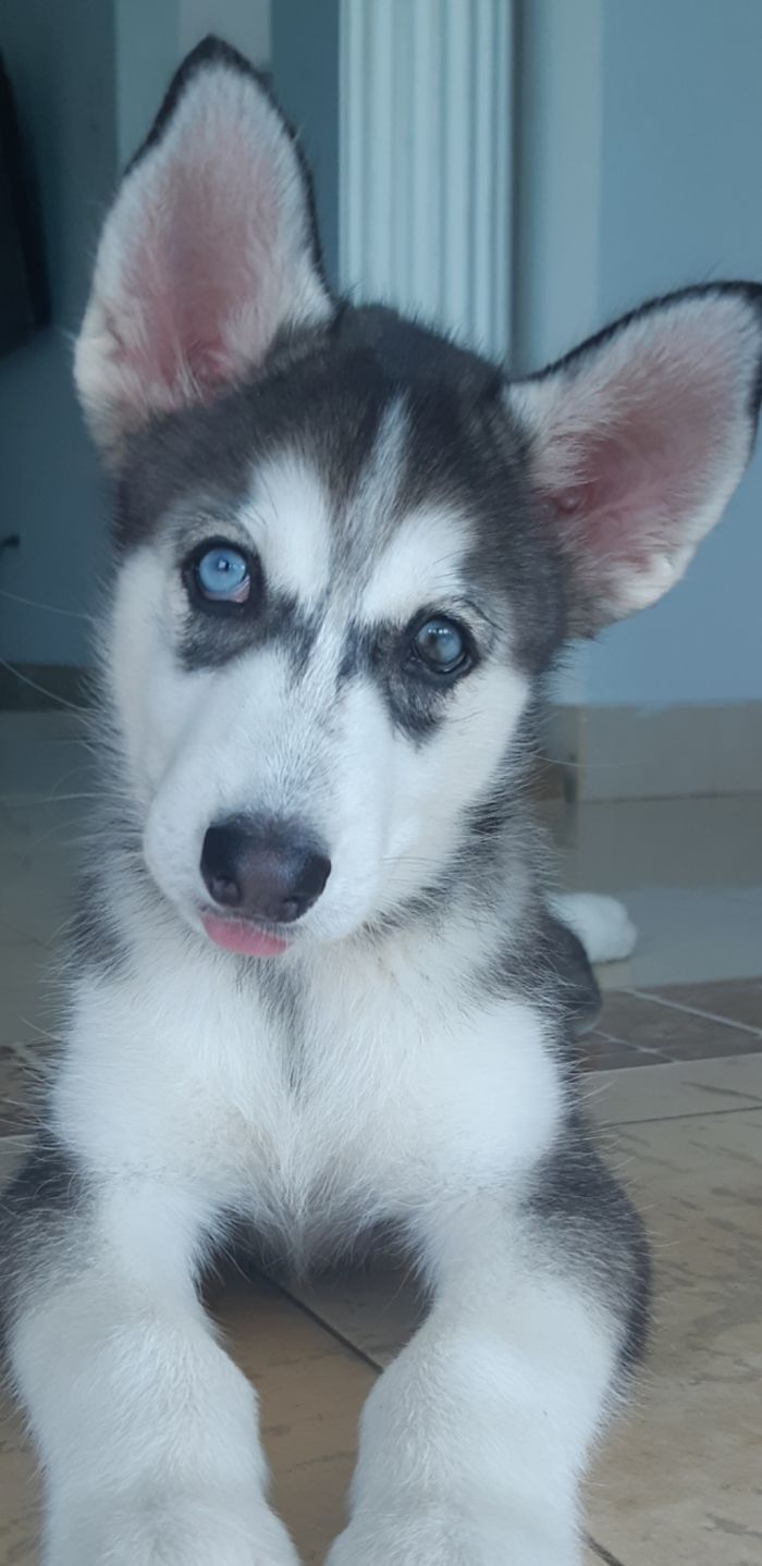 Hey Pandas, Show Us The Cutest Picture Of Your Pet (Closed) Hey Pandas, Show Us The Cutest Picture Of Your Pet (Closed)