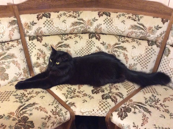 Hey Pandas, Show Us The Cutest Picture Of Your Pet (Closed) Hey Pandas, Show Us The Cutest Picture Of Your Pet (Closed)