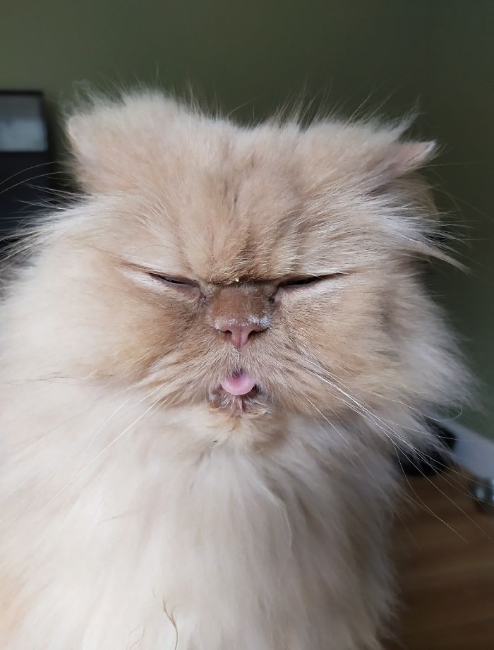 Hey Pandas, Show Us The Cutest Picture Of Your Pet (Closed) Hey Pandas, Show Us The Cutest Picture Of Your Pet (Closed)