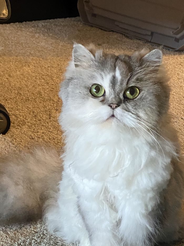 Hey Pandas, Show Us The Cutest Picture Of Your Pet (Closed) Hey Pandas, Show Us The Cutest Picture Of Your Pet (Closed)