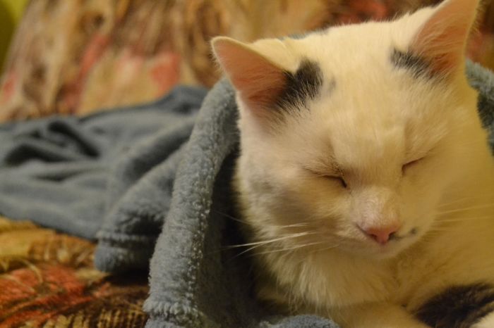 Hey Pandas, Show Us The Cutest Picture Of Your Pet (Closed) Hey Pandas, Show Us The Cutest Picture Of Your Pet (Closed)