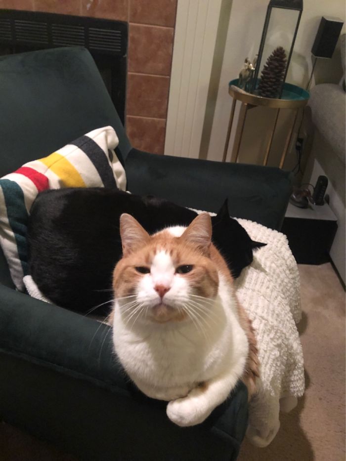 Hey Pandas, Show Us The Cutest Picture Of Your Pet (Closed) Hey Pandas, Show Us The Cutest Picture Of Your Pet (Closed)